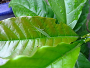 ファイル 835-1.jpg