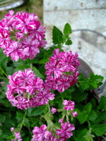 ファイル 842-1.jpg