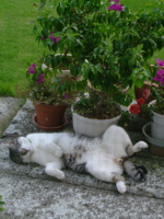 ファイル 854-1.jpg