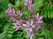 ファイル 868-1.jpg