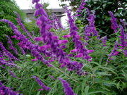 ファイル 869-1.jpg