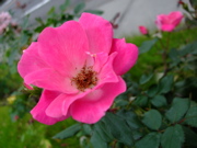 ファイル 877-1.jpg