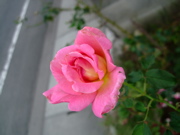 ファイル 877-2.jpg