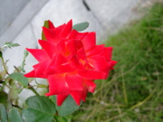 ファイル 877-3.jpg