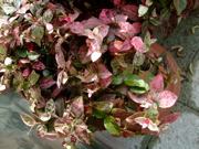 ファイル 883-1.jpg