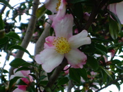 ファイル 904-1.jpg