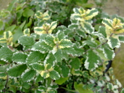 ファイル 910-2.jpg