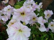 ファイル 912-1.jpg