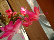 ファイル 918-1.jpg