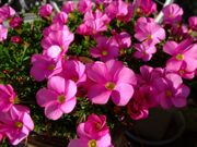 ファイル 920-1.jpg