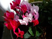 ファイル 931-1.jpg