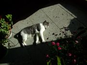 ファイル 951-1.jpg