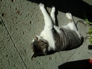 ファイル 952-1.jpg