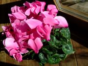 ファイル 953-1.jpg