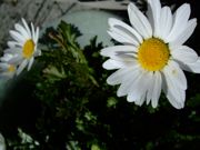 ファイル 961-2.jpg