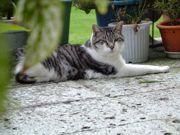 ファイル 963-1.jpg