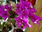 ファイル 968-1.jpg