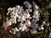 ファイル 971-1.jpg