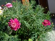 ファイル 974-1.jpg