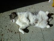 ファイル 980-1.jpg