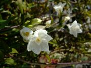 ファイル 982-1.jpg