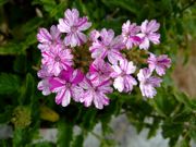 ファイル 985-1.jpg