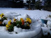 ファイル 986-1.jpg