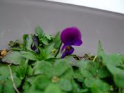 ファイル 996-1.jpg